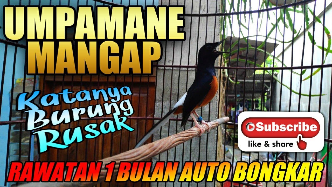 rawatan 1 bulan MURAI BATU AUTO BONGKAR. Tadinya burung rusak yang saya