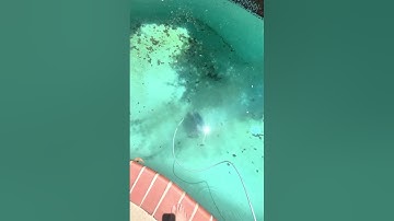 Best Robotic Pool cleaner on the market - The Polaris 8050 Sport -