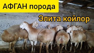 СУПЕР ЭЛИТА АФГАН койлору ~ КОЙЛОРду көрүп эсиңиз оойт