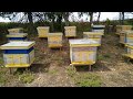 Beekeeping. В июле 2019 года. Ч 2. Отводки итальянки.