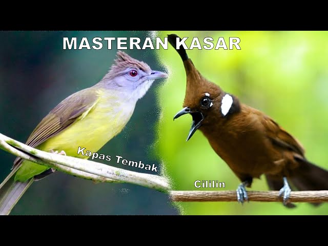 Masteran Kasar | Kapas Tembak u0026 Cililin | Durasi 1 Jam | class=
