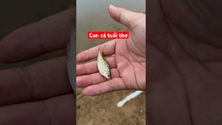 Phần 1: quay lại thời 8x,9x để câu cá bống và cá cân cấn🤣🤣 #fishing