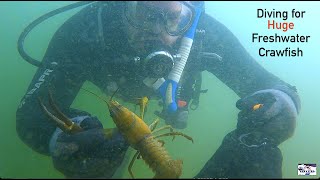 Scuba Diving and Trapping Huge Crawfish in Freshwater Crayfish GoPro Underwater