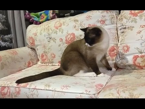 Cats Chasing Their Own Tails