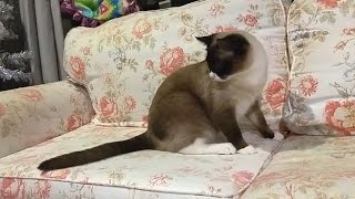 Cats Chasing Their Own Tails