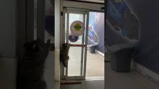 Curious raccoon walks into Toys R Us and needs a little help getting back out!