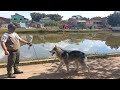 o malamute mais lindo do Brasil,na aula de obediência.