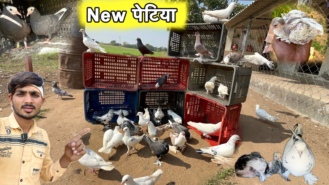 Neche petiya bichadi ￼ 😍 || Kabutar ki petiya laga di