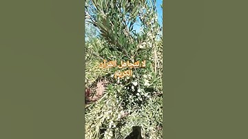 آيات من القرآن الكريم#quran #قرآن #nature #اكسبلور #fypシ゚viral #beautiful #قران_كريم#short