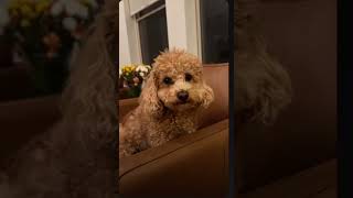 Download Lagu #bichonpoo #waitingtime #dogmoments #cutedog #gigi #puppy MP3