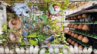 Successful Breeding Aviary: Raising HighQuality Java Silver, Fawn, Albino, and More Birds
