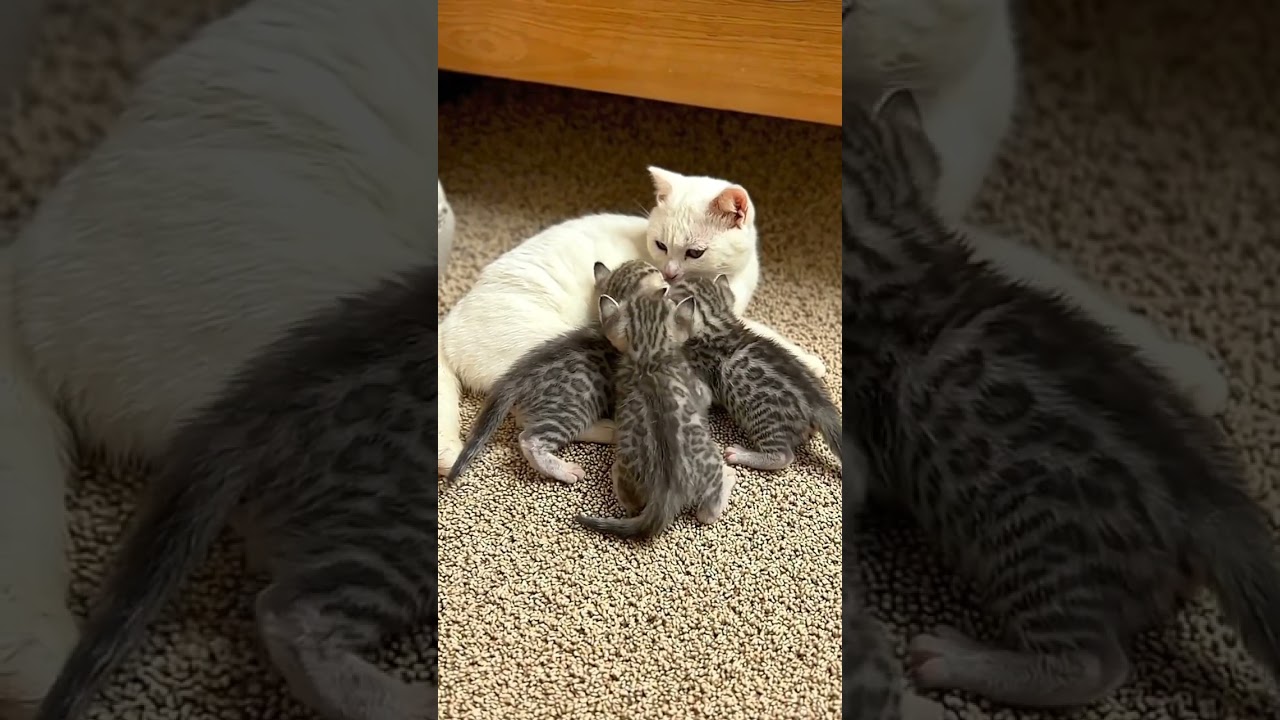 🥹💕 From Street Struggles to a Beautiful Life: Pregnant Cat Rescued, Raises 3 Kittens,
