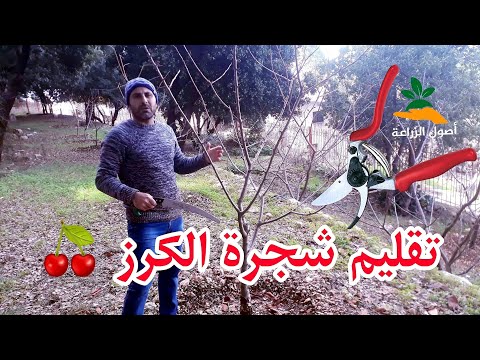 فيديو: تقليم أشجار الكرز - متى وكيف يتم تقليم شجرة الكرز