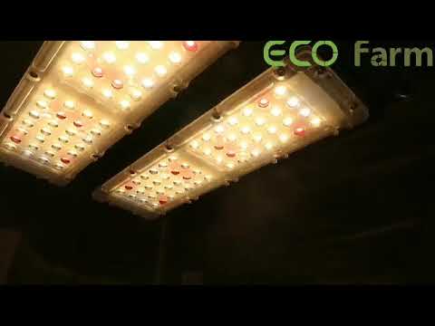 ECO Farm 200W LED Grow Light With Meanwell Driver Samsung 301B CREE ...