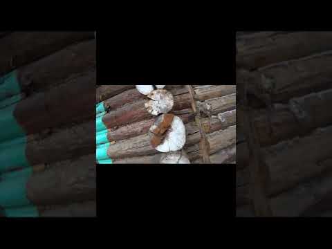 Как стыкуют прируб #Shorts