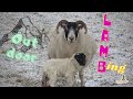 Outdoor Lambing - Scottish Blackface sheep!