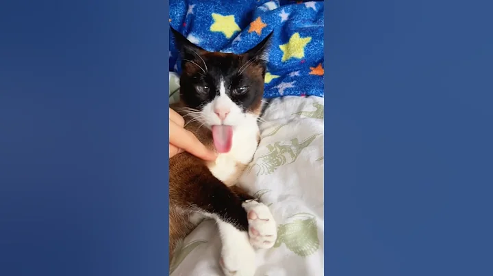 Video 11847511: siamese cat purrs, siamese kitty cat, cute siamese snowshoe cat