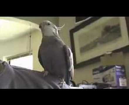 petco hours Whenever I feel Afraid (I whistle a happy tune!)