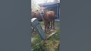 suara sapi, sapi moo, sapi lucu #shorts #sapi #cow #funnycow