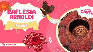 RAFLESIA ARNOLDI FLOWER