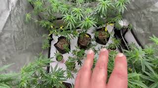 3 DawnPatrol + 3 Daydreamers Day 70 veg / week 4 Six HellaJelly cLOnes & 5 DawnPatrol 1 Daydreamer 