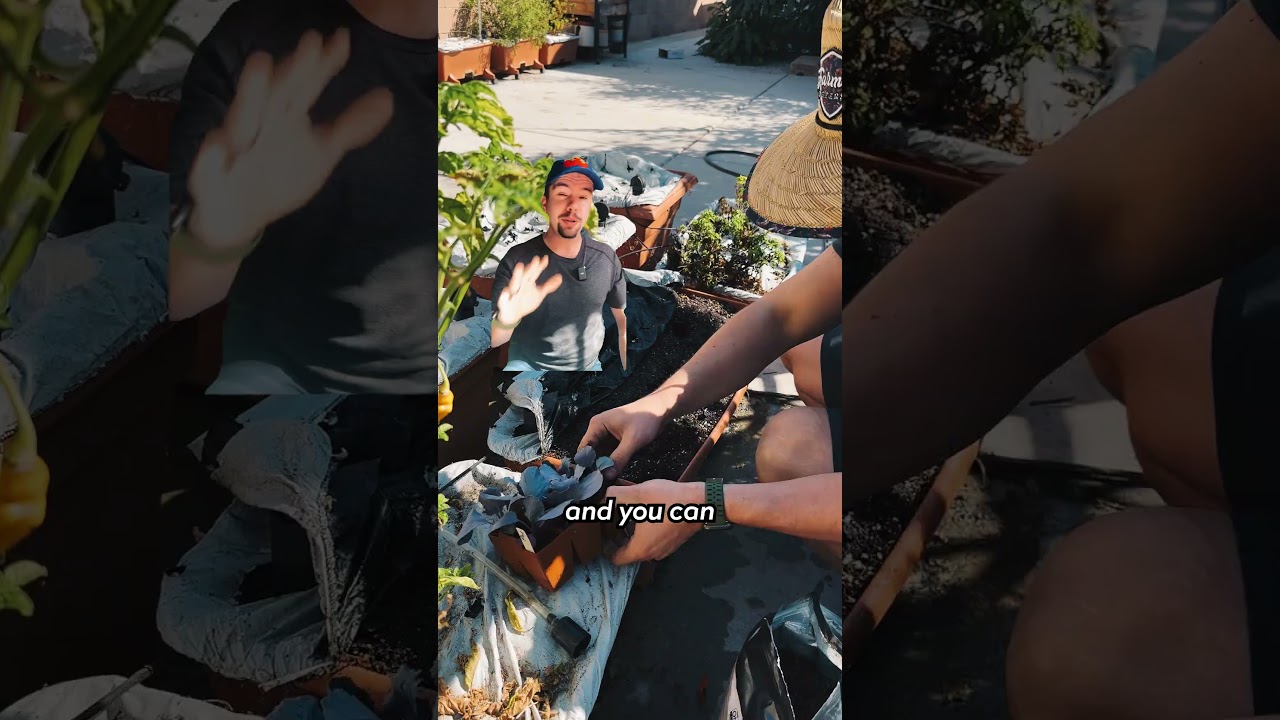 DON'T BUY These Seedlings, Unless You Like Wasting Money 