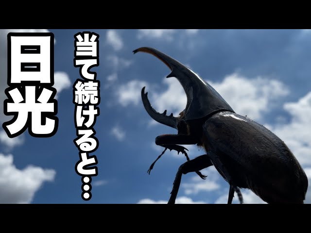 世界最大のカブトムシを日光に当て続けると、、、驚愕の姿に