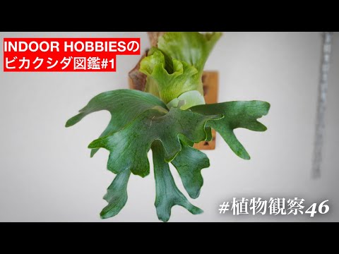 Platycerium】P.hillii'Panama' - YouTube