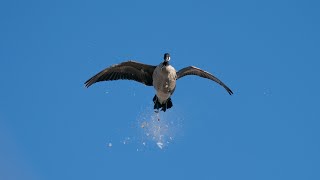 Goose Hunting Kansas: 'Little Geese' - Fowled Reality by Hunt Factory Inc. 161,152 views 3 years ago 11 minutes, 56 seconds