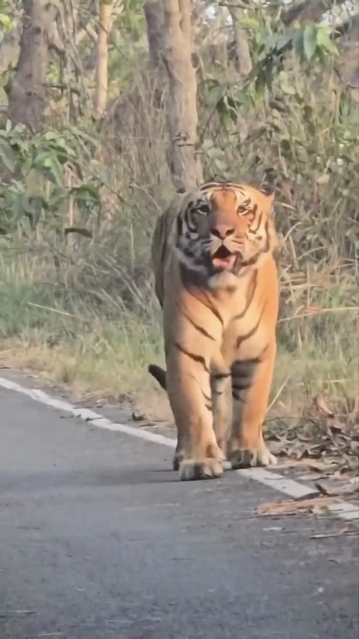 Tiger Suddenly Appeared on Road Right in Front of Us 😱 Bandhavgarh #tiger #wildlifesafari #wildlife
