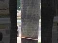 Woodworking project palm tree cutting skills Technique #trendingshorts #shortvideo #chainsawman