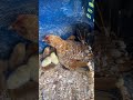 Surprise chicks for the ornamental flock