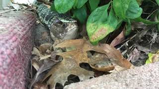 Time Lapse of a Snake eating a toad!