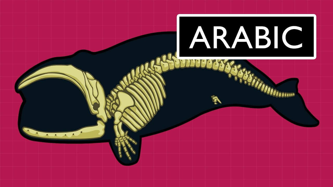 ماهي الأدلة على التطور ؟