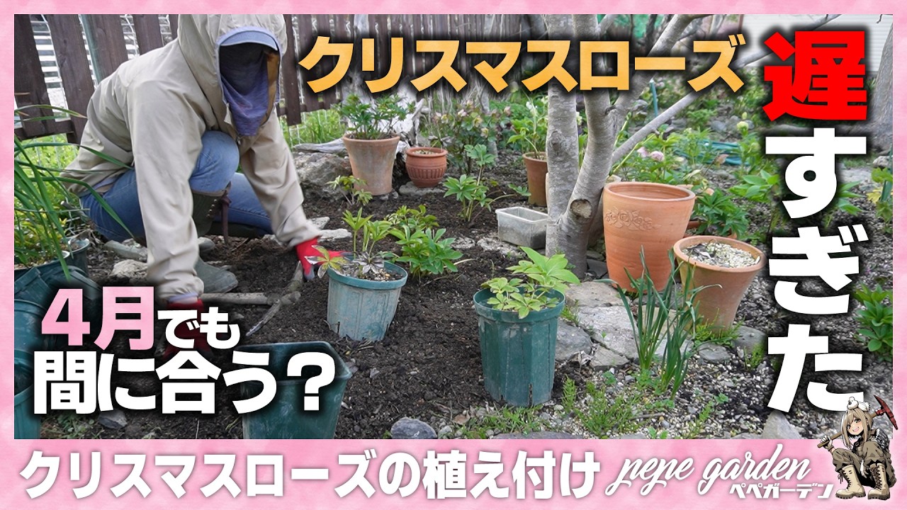 How to Plant Christmas Roses | A Must-See for Those Who Missed