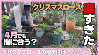 How to Plant Christmas Roses | A Must-See for Those Who Missed
