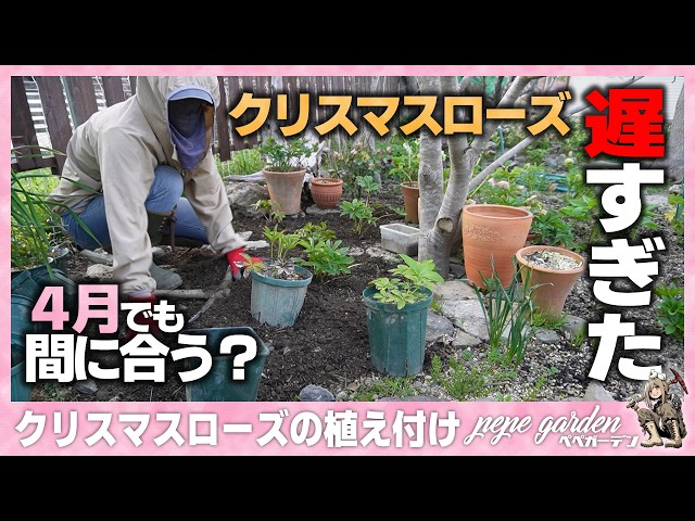 How to Plant Christmas Roses | A Must-See for Those Who Missed