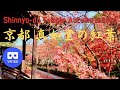 VR180 京都 真如堂 の紅葉[本堂の回廊] Japan KYOTO Shin-nyo-do Temple Autumn leaves season