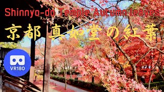 VR180 京都 真如堂 の紅葉[本堂の回廊] Japan KYOTO Shin-nyo-do Temple Autumn leaves season