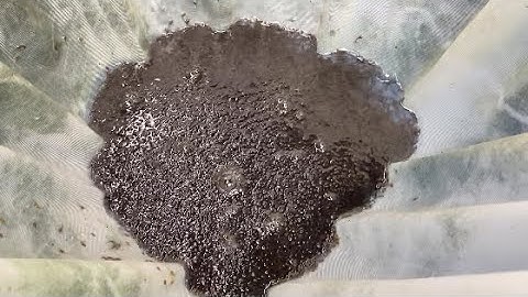 bột cá trê vàng rặc bao đạt 100% LH:086.939.1478