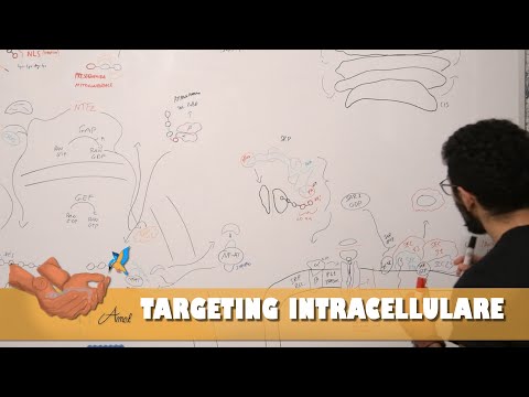 Video: Il liquido intracellulare è uguale al citoplasma?