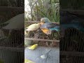 🛍️日本で買える飼い主おすすめグッズ🐦✨ #おすすめ 🛍️