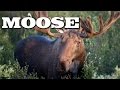 Moose: The Majestic Giants