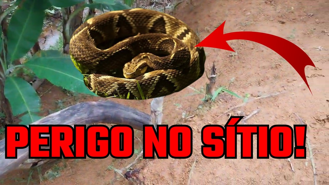 PERIGO NO SÍTIO ENCONTREI UMA DAS SERPENTES MAIS PERIGOSAS DO BRASIL VEJA ISSO #VIDANAROÇA