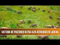 Beneficios del Pastoreo Ultra Alta Densidad en Ladera- TvAgro por Juan Gonzalo Angel