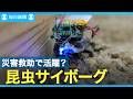 飛べない“G”で人助け　昆虫サイボーグ　災害時の捜索活動などに期待