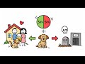 What Really Happens to the Pets We Don't Adopt?