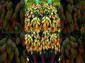 a new technique of planting and propagating mango trees with banana stems.#growingfruits #garden