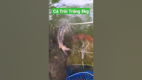 Cá Trôi Trắng 8kg❤️❤️ #cauca #fishing #caucagiaitri