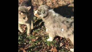 Progression video of Dakota the Aussie by Davishire Australian Shepherds 147 views 5 years ago 1 minute, 47 seconds